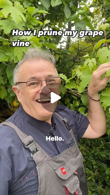 Dave the Plantman👍 on Instagram: "How I prune my grape vine #grape #grapes #grapevine #grapefruit #grapevines #climbingplants #garden #gardening #gardens #gardensuk #plant #plants #plantsplantsplants #plantsonfacebook #plantsoninstagram #plantsmakepeoplehappy #gardenhacks #gardenhack #pruning #pruningtrees" How To Prune Grape Vines, Grape Vines In Backyard, Grapes Planting Ideas, Pruning Grapevines, Vining Vegetables, Grape Vine Pruning, Vine Grape, Grapevine Growing, Grape Tree