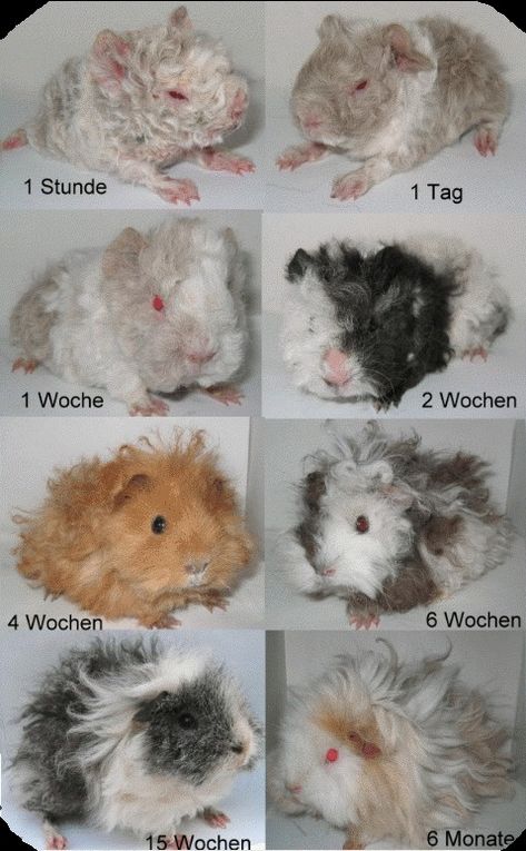 Pet Rodents, Loving Animals, Cute Guinea Pigs, Strange Photos, This Is Love, Rodents, Guinea Pig, Guinea Pigs, Knitting Yarn