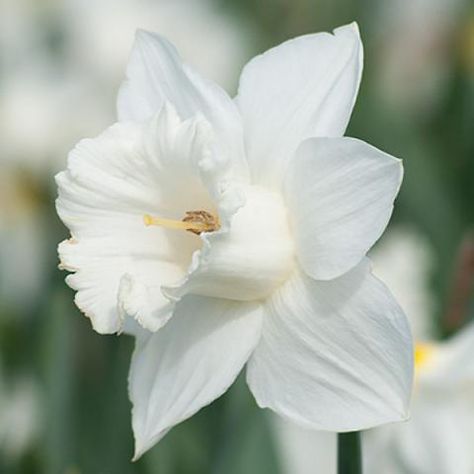 Narcissus Flower, Daffodil Bulbs, Mount Hood, Garden Decor Projects, Moon Garden, Summer Plants, Flowers For You, Bulb Flowers, Spring Blooms