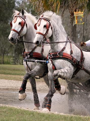 Dales Pony, Equally Yoked, Percheron Horse, Driving Horses, Fell Pony, Percheron Horses, Carriage Driving, Pony Breeds, Horse Harness