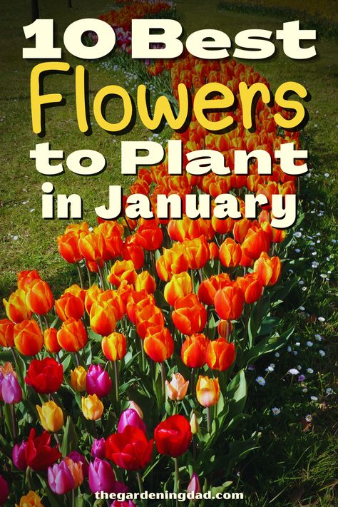 Are you a fan of growing flowers? This article will go over the best flowers to plant in January so you don't have to do any research. #Thegardeningdad #Flowers #garden Flowers To Plant In January, Winter Sowing Flowers, Growing Flowers Indoors, What To Plant In January, Seed Planting Guide, Flowers January, Year Round Flowers, Growing Calendar, Seed Planting