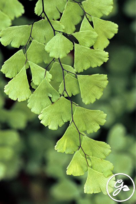 The delicate adiantum capillus-veneris, or maidenhair fern is a great addition to a woodland garden or indoor plant collection. Maiden Fern, Maidenhair Fern, Ferns Garden, Limestone Rock, Woodland Plants, Fern Plant, Woodland Garden, Organic Matter, Plant Collection