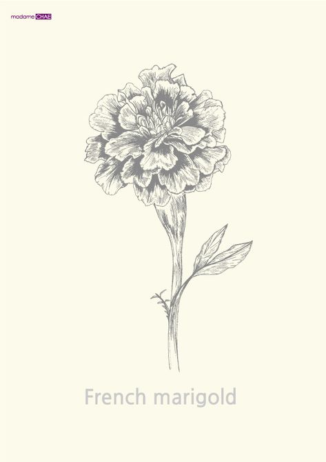 French marigold on Behance French Marigold Tattoo, French Marigold Flower, Marigold Logo, Marigold Sketch, Marigold Drawing, Marigold Tattoos, French Marigold, Marigold Tattoo, Tattoo Homme