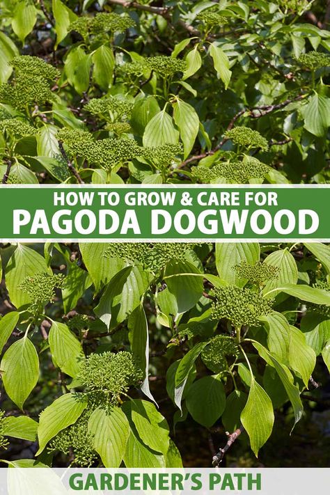 Pagoda Dogwood Tree, Dogwood Tree, Dogwood Tree Landscaping, Pagoda Dogwood, Vegetable Benefits, Zone 5, Dogwood Trees, Yard Work, Landscape Trees