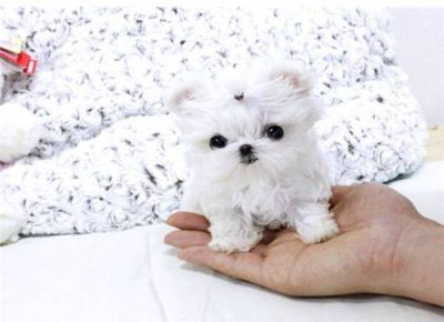 Teacup Maltese For Sale, Teacup Maltese Puppies, Alaskan Klee Kai Puppy, Micro Teacup Puppies, Maltese Puppies For Sale, White Coats, Morkie Puppies, Cute Teacup Puppies, Teacup Puppies For Sale