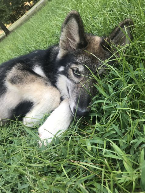 Timber wolf/Alaskan malamute hybrid puppy Timber Wolf, Alaskan Malamute, Husky, Puppies, Dogs, Animals