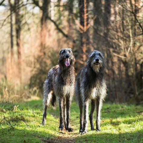 The Scottish Deerhound, or simply Deerhound, is a breed of hound, a sighthound, once bred to hunt the Red Deer by coursing. With the eventual demise of the clan systems in Scotland, these dogs became sporting animals for landowners and the nobility. Famed for being docile and eager to please, with a bearing of gentle dignity. Deerhounds should not be raised with access only to leash walking or a small yard, this would be detrimental to their health and development. Scottish Deerhound, Irish Wolfhounds, Irish Roots, Irish Wolfhound, Beautiful Dogs, 귀여운 동물, Mans Best Friend, Dog Accessories, Dog Grooming