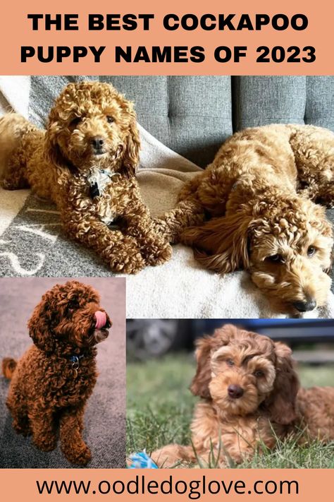 Cavapoo Puppies Full Grown, Cockapoo Grooming Styles, Cockapoo Names, Cockapoo Full Grown, Cocker Poo, Puppy Girl Names, Miniature Cockapoo, Puppies Names Female, Cockapoo Grooming