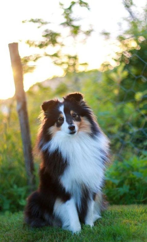 Tri-colored Sheltie Shetland Sheepdog Blue Merle, Rough Collies, Shetland Sheepdog Puppies, Sheltie Dogs, Sheep Dog, Shetland Sheep, Söt Katt, Rough Collie, Herding Dogs