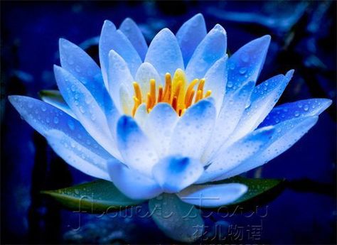 FREE SHIPPING 20 SEED Blue Fairy Lotus Flower Seeds Gorgeous Aquatic Plants $5.00 Aquatic Plants, Water Lily, Alibaba Group, Lotus Flower, Lotus, Seeds, Lily, Yellow, Water