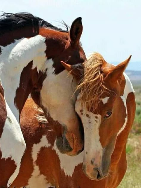 Cow Boys, Horse Products, Pinto Horse, Paint Horses, Gorgeous Horses, Wild Mustangs, Most Beautiful Horses, All The Pretty Horses, Horse Crazy