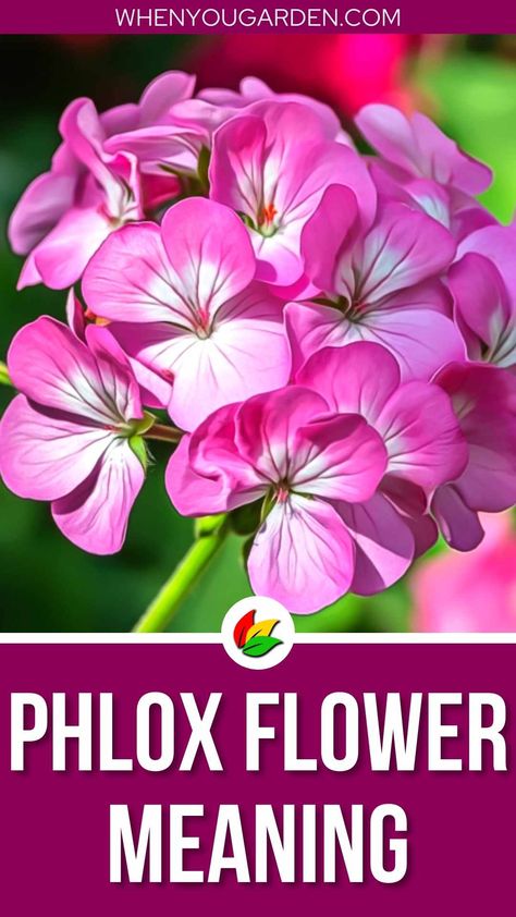 Phlox Flower Meanings and Symbolisms Symbols Of Harmony, Phlox Flower, Phlox Plant, Flower Symbolism, Phlox Flowers, Creeping Phlox, Flower Meanings, Color Meanings, How To Attract Hummingbirds