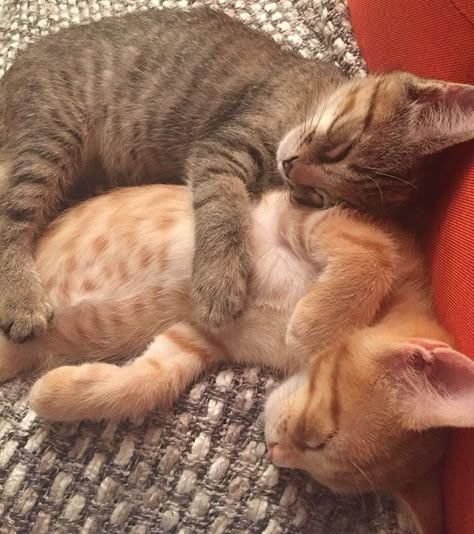 These Two Kittens Are So In Love, They Cannot Hold Their Feelings Anymore Two Kittens, Kittens