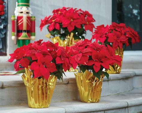 Try these clever ways to integrate poinsettias into your porch plan. Poinsettia Care, Poinsettia Decor, Poinsettia Plant, White Poinsettia, Holiday Planter, Merry Bright Christmas, Gift Drawing, Christmas Mantel Decorations, Poinsettia Flower