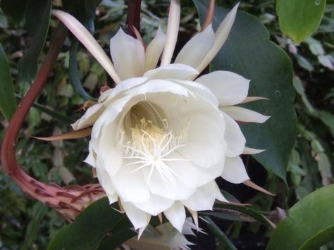 Meet the original pajama party plant — and learn how to bring on the blooms. Night Blooming Cereus, Lady Of The Night Plant, Flowers That Bloom At Night, Queen Of The Night Plant, Plant Night, Moving Plants, Night Blooming Cactus, Night Blooming Flowers, Autumn Clematis