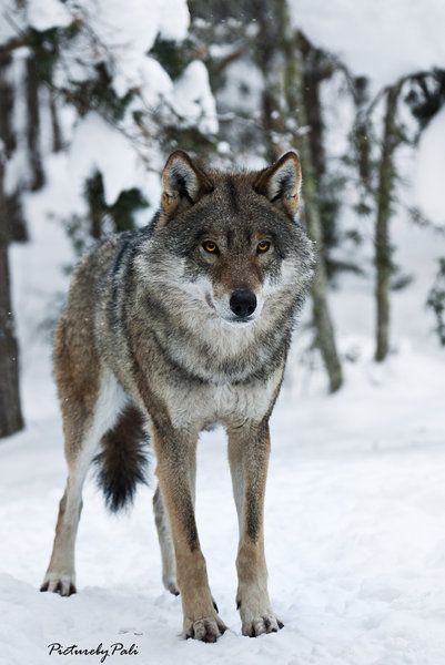 ☀the Determined Wolf by *PictureByPali Eurasian Wolf, Wolf Hybrid, Wolf Stuff, Wolf Photos, Wolf Spirit Animal, Wolf Wallpaper, Wolf Love, Wild Wolf, Wolf Pictures