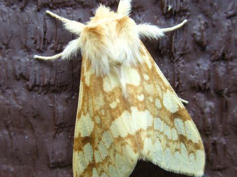 Spotted Tussock Moth or Yellow-Spotted Tiger Moth Lophocampa maculata Harris, 1841 | Butterflies and Moths of North America Tussock Moth, Yellow Moth, Pretty Bugs, Exhibition Inspiration, Amazing Insects, Light Dragon, Cute Moth, Back Tats, Tiger Moth