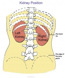 Kidney pain location, causes and symptoms in detail. http://ehealthstar.com/what-does-kidney-pain-feel-like.php Kidney Problems Signs, Improve Kidney Function, Kidney Pain, Improve Nutrition, Kidney Friendly, Kidney Cleanse, Kidney Health, Disease, Signs