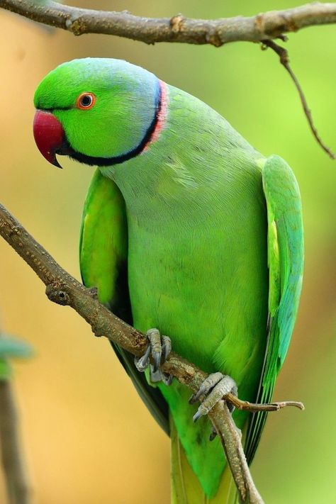 Green Parrot Bird, Parrot Photo, Baby Murugan Paintings, Ringneck Parrot, Flower Images Wallpapers, Parrot Wallpaper, Bird Painting Acrylic, Birds Photography Nature, Beautiful Butterfly Pictures