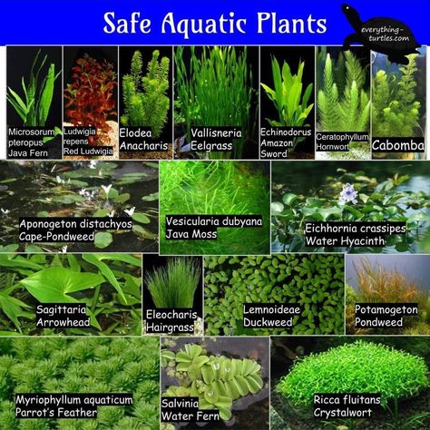 Freshwater Aquascape Ideas, Snail Aquarium Ideas, Natural Aquarium Ideas, Nano Pond, Aquatic Terrarium, Fish Tank Themes Ideas, Aquatic Snails, Aesthetic Fishing, Tattoos Fish