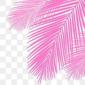 pink,shadow,superimposed,black shadow,frame,leaves,plant,leaf,palm leaves,tropical,summer,palm clip art,tropical leaves,watercolor leaves,tropical plants,cover,leaf clip art,green leaves,sunshine,palm,green,aesthetic shadow,coconut leaf,green leaf,taste Palm Leaf Shadow, Leaf Clip Art, Shadow Png, Aesthetic Shadow, Shadow Overlay, Clay Patterns, Coconut Leaves, Framed Leaves, Leaf Abstract