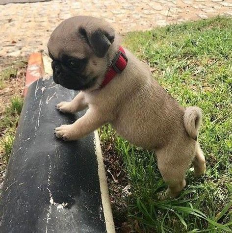 Cute Pug Puppies, Baby Pugs, Bulldog Francese, Baby Animals Pictures, Pug Puppies, Pugs Funny, Cute Pugs, Cute Dogs And Puppies