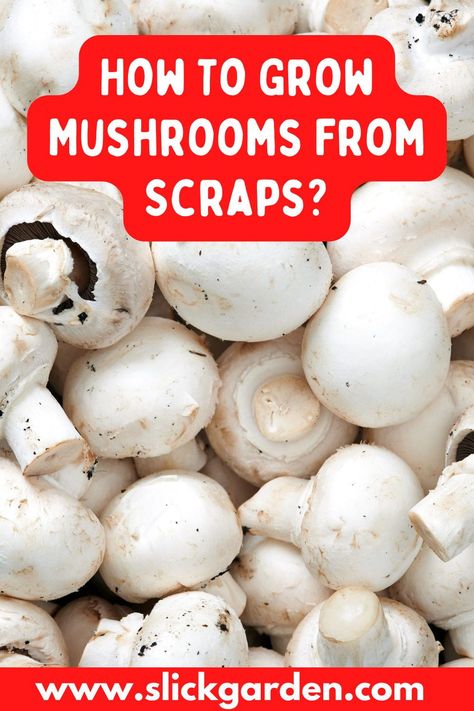 Normally, farmers and gardeners grow mushrooms from spores. But growing mushrooms from spores can take a bit longer than regrowing from ends plus it is hard to locate the spores of mushrooms. You don’t need spores and mycelium on fungi can be used during regrowing store-bought mushrooms. That makes the process of regrowing easier and faster. How To Grow Button Mushrooms At Home, Inoculating Mushrooms, Growing Button Mushrooms At Home, Grow Mushrooms From Store Bought, How To Grow Button Mushrooms, Regrow Mushrooms From Stems, Growing Edible Mushrooms, Button Mushrooms Growing, How To Grow Portabella Mushrooms