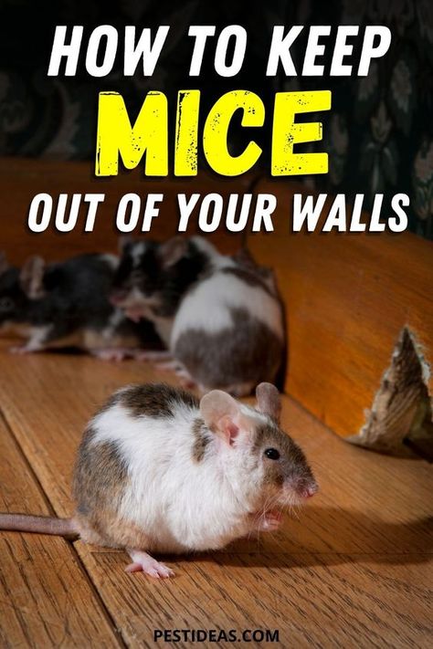 Learn how to get rid of mice in your walls and keep them out of your walls- How did mice get into your walls? Learn more How To Get Rid Of Mice Naturally, How To Keep Mice Out Of Your House, Diy Mice Repellent, Get Rid Of Rats, House Schedule, Mice Infestation, Animal Tips, Getting Rid Of Rats, Rat House