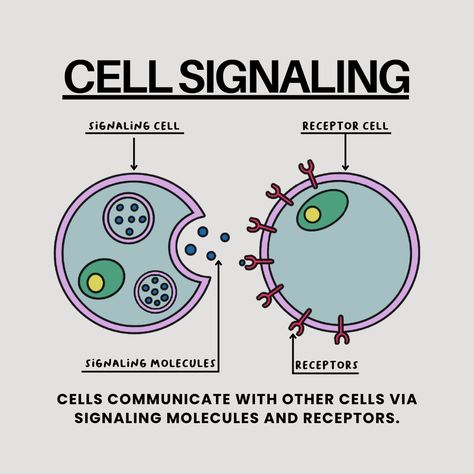 👉 Cells communicate with other cells with signaling molecules. 👉 This communication helps cells respond to changes in their environment. 👉 When a cell senses a change in their environment, it will release some signaling molecule. 👉 These signaling molecules attach to receptors on adjacent cells to initiate a change in activity. .⁠ 💌 Want to work with me? Send a DM or business inquiry to 131217net@gmail.com.⁠ .⁠ 🏷️ #131217net #studygram #studygramnewyork #studygramcommunity #studyblog Cell Signaling Notes, Enzymes Biology, Cell Junction, Cell Communication, Biology Cell, Cell Signaling, Microbiology Study, Anatomy Notes, Bio Notes