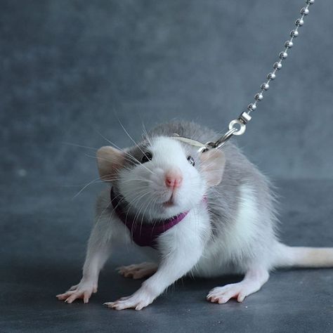 Adjustable Fancy Rat Harness with Bell Rat Harness, Guinea Pig Clothes, Pack Rat, Fancy Rat, Syrian Hamster, Animal Training, Mouse Rat, Gerbil, Sugar Glider