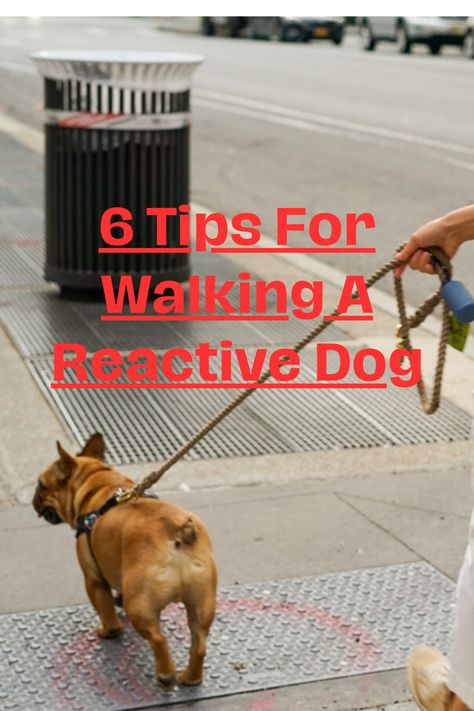 6 Tips For Walking A Reactive Dog Reactive Dogs Tips, Training Reactive Dogs, Leash Reactive Dog Training, Rescue Dog Training Tips, How To Train A Reactive Dog, Dog Reactivity Training, Reactive Dog Training Tips, Reactive Dog Training, Diy Dog Training