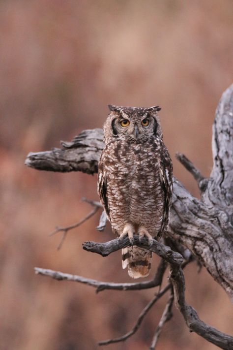 Owl Sitting, Owl Images, Brown Owl, Black Owl, Owl Photos, Hoot Owl, Owl Pictures, Great Horned Owl, Owl Tattoo