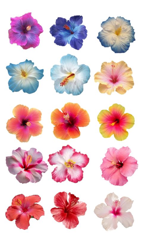 Hibiscus Color Palette, Different Flowers Types, Habisquis Flower, Moana Flowers, Jamaican Flowers, Hibiscus Clip Art, Hibiscus Flower Painting, Tropical Drawing, Tropical Flowers Illustration