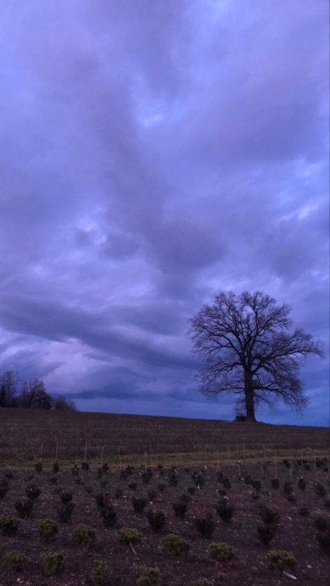 Poison Tree Aesthetic, Poison Tree Wallpaper, Poison Tree Grouper, Foggy Wallpaper, Poison Tree, Chill Room, Look At The Sky, Pretty Pics, Tree Wallpaper