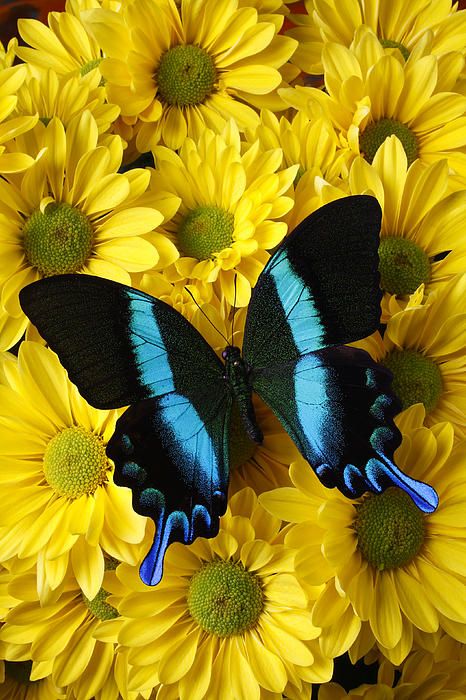 Butterfly on daisies Most Beautiful Butterfly, Flying Flowers, Butterfly Photos, Beautiful Bugs, Butterfly Pictures, Beautiful Wallpapers Backgrounds, Butterfly Wallpaper, Butterfly Flowers, Butterfly Art