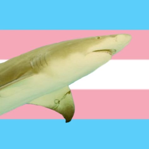 Silly Shark Pfp, Trans Shark, Shark Cookies, Shark Meme Funny, Funny Shark Memes Hilarious, Shark Tank Meme, Lgbtq Pride, Pride Flags, Sea Life