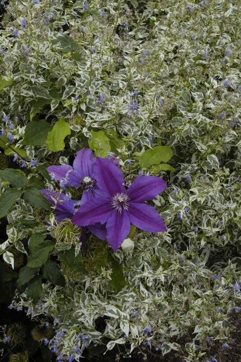 Visit the Rogerson Clematis Collection  Clematis ‘Kacper’ and Caryopteris ‘Summer Sorbet’ are garden companions with a long season of interest and bloom. Photo: courtesy of Rogerso... West Linn Oregon, Summer Sorbet, Beautiful Plants, Gorgeous Flowers, Herbaceous Perennials, Clematis, Horticulture, West Coast, Perennials