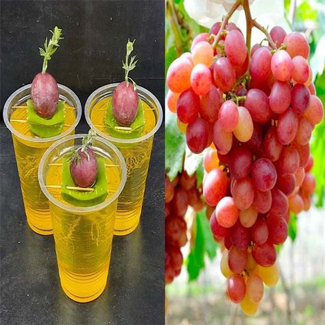 Grow Banana Tree, Garden Ideas Large, Grow Grapes, Grapes Fruit, Vertical Vegetable Gardens, Grape Plant, Growing Fruit Trees, Hydroponic Farming, Vegetable Garden Tips