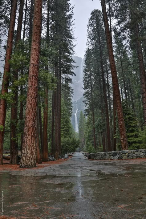 California Winter Aesthetic, Yosemite Waterfalls, California Winter, Redwood Trees, Redwood Tree, Scenic Photos, Big Sur California, Old Trees, Tall Trees