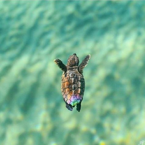 Baby sea turtle Sea Turtle Facts, Baby Sea Turtle, Tiny Turtle, Turtle Love, Cute Turtles, Baby Turtles, A Turtle, In The Ocean, Cute Creatures