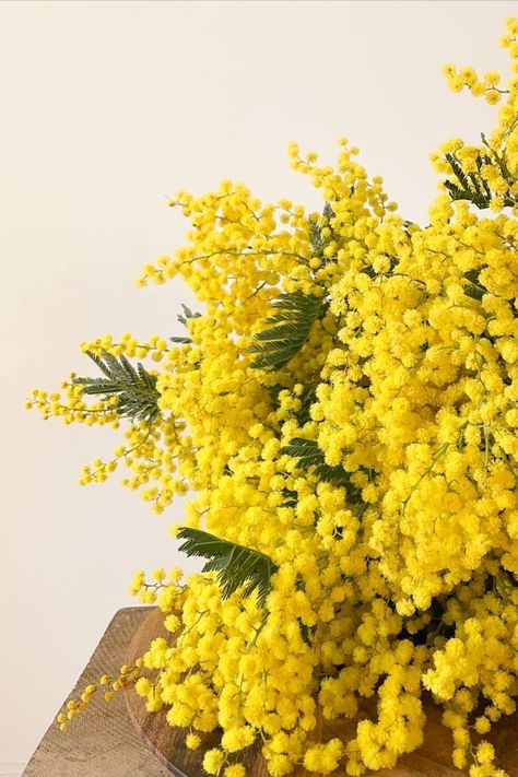 Mimosa Trees, Mimosa Tree, Mood Board Interior, Mimosa Flower, Mardi Gras Party, Interior Design Mood Board, Mimosa, Pretty Wallpapers, Yellow Flowers