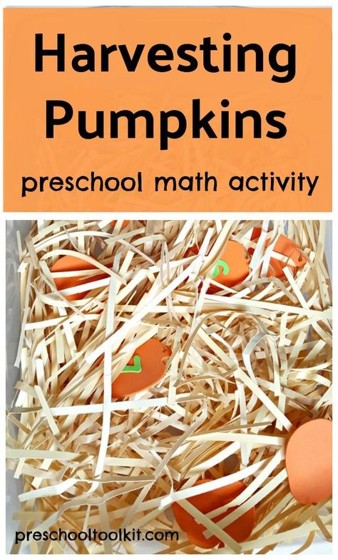 harvesting pumpkins preschool math activity Harvest Curriculum Preschool, Pumpkin Sensory Table, Harvest Week Preschool, October Curriculum For Toddlers, Harvest Lesson Plans For Toddlers, Pumpkin Sensory Bin Preschool, Harvest Preschool Activities, Preschool Harvest Activities, Preschool Harvest Theme