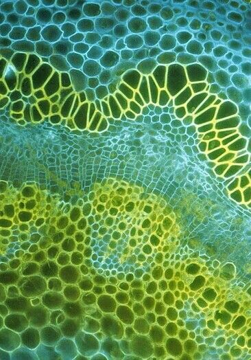 Yellow and blue make green... Weird Inspiration, Microscopic Photography, Micro Photography, Realistic Eye Drawing, Photo Macro, Microscopic Images, The Human Eye, Microscopes, Whatsapp Wallpaper