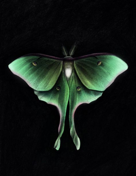 Poodle Moth, Moth Tattoo Design, Moth Art, Moth Tattoo, Mysterious Girl, Angel Aesthetic, Luna Moth, Tattoo Designs And Meanings, Black Paper