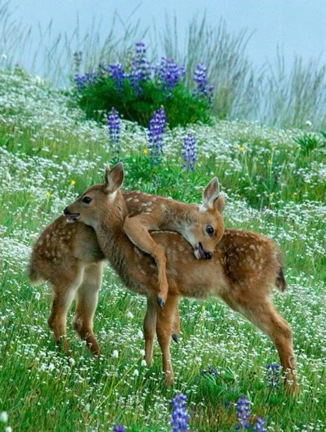 Springtime Pinterest Finds Cer Nocturn, Regnul Animal, Mule Deer, Manx, Baby Deer, Cute Animal Pictures, Yosemite National, Cute Kittens, Sweet Animals