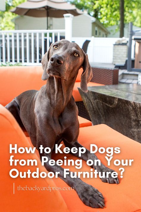 Tired of finding surprise puddles on your outdoor furniture? Discover effective strategies to reclaim your outdoor space from curious canine habits! Say goodbye to unwanted urine stains with our expert tips and keep your patio pristine all year round. Check out our guide for a cleaner, happier outdoor experience! Dog Pee On Couch, How To Neutralize Dog Urine In Yard, Stop Dogs From Peeing In House, Dog Pee Grass Burn, What To Spray So Dogs Dont Pee, Dog Pee Pads, Urine Smells, Dog Urine, Cement Patio