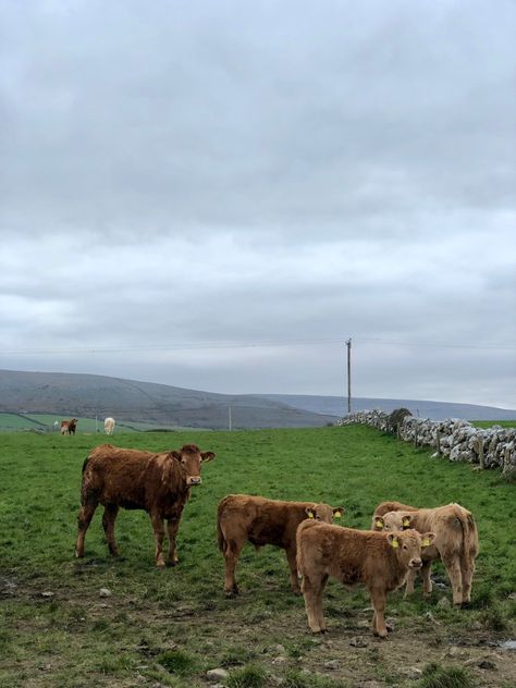 Ireland Farm Aesthetic, Derry Ireland Aesthetic, Irish Aesthetic, West Ireland, Ireland Aesthetic, Ireland Country, Wallpaper Animals, Hiking Pics, Inspiration Wallpaper