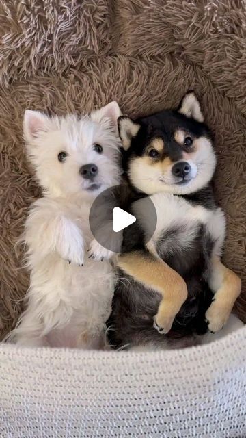 752K views · 69K likes | Gilligan's Adventures on Instagram: "Valentine's Day is the perfect day to relax, lay down, and relax. Happy 😊 Spa day. #spa #spaday #relax #massage #dog #dogsofinstagram #funny #gilligans7adventures #massagetherapist #cool" Dog Spa, Samoyed Puppy, Westie Puppies, Pet Spa, Samoyed Dogs, Fluffy Puppies, Fluffy Dogs, Cute Animal Videos, Sweet Animals