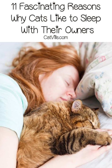 Why Do Cats Like to Sleep With Their Owners? 11 Fascinating Reasons 7 Cats Behavior, Cat Information, Cat Ownership, Cat Tips, Sleeping Kitten, Cat Happy, Cat Info, Cat Care Tips, Kitten Pictures