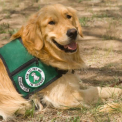 Therapy Dog Training & Certification Therapy Dog Training, Dog Advice, Easiest Dogs To Train, Therapy Dog, Dog Training Techniques, Guide Dog, Training Your Puppy, American Kennel Club, Therapy Dogs